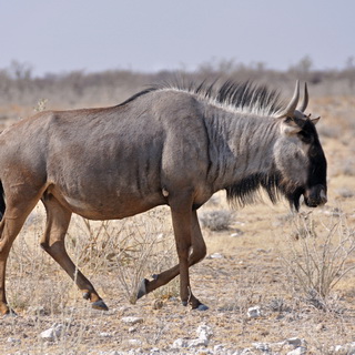 Etosha - Blue wildebeest